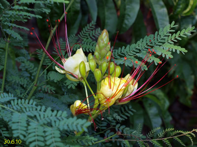 caesalpinia